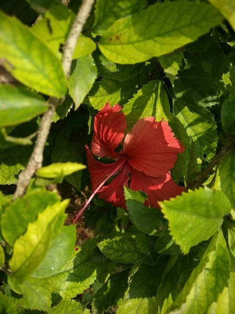 Hidden Hibiscus.
