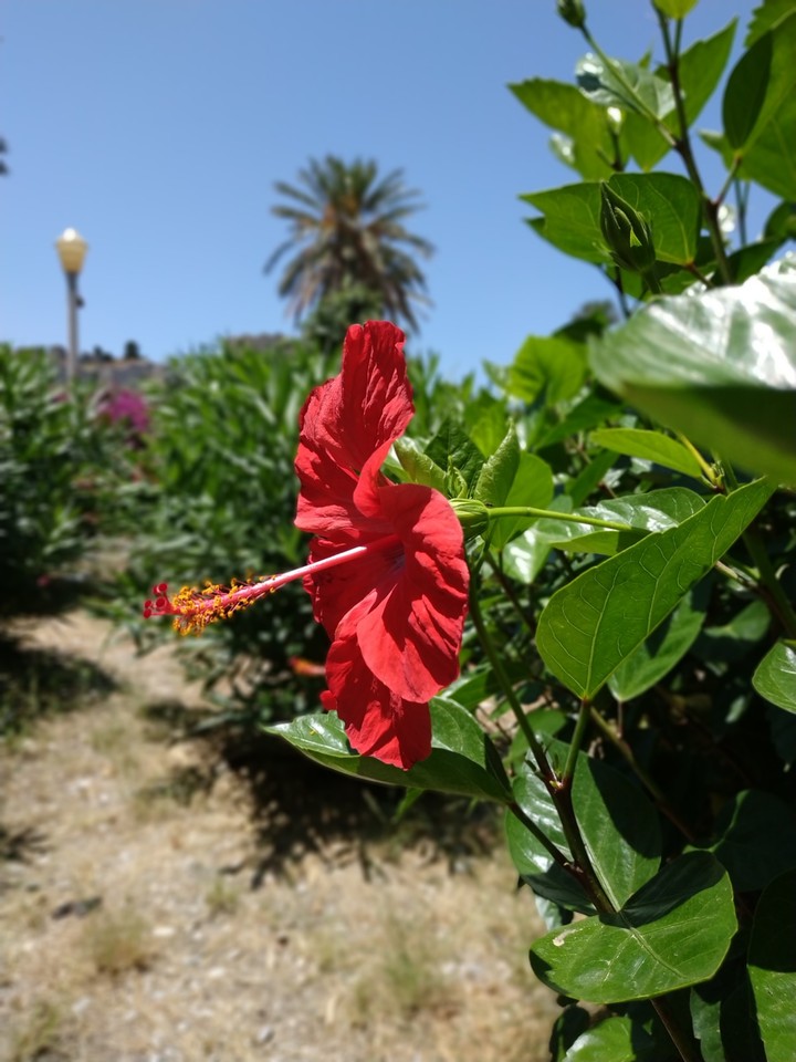 Rhodos