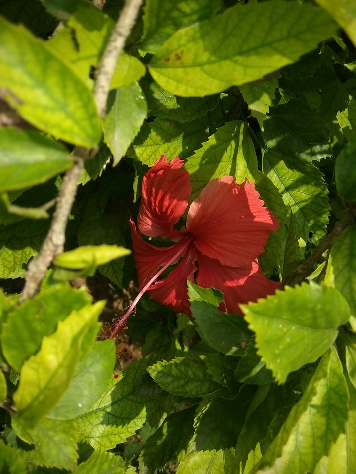 Hidden Hibiscus.