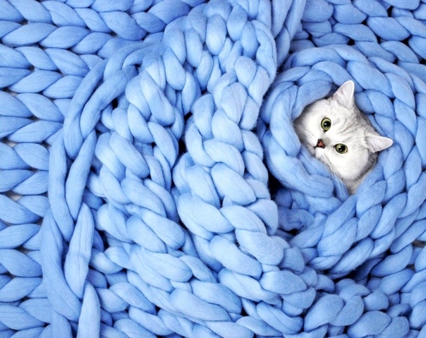 chatons
