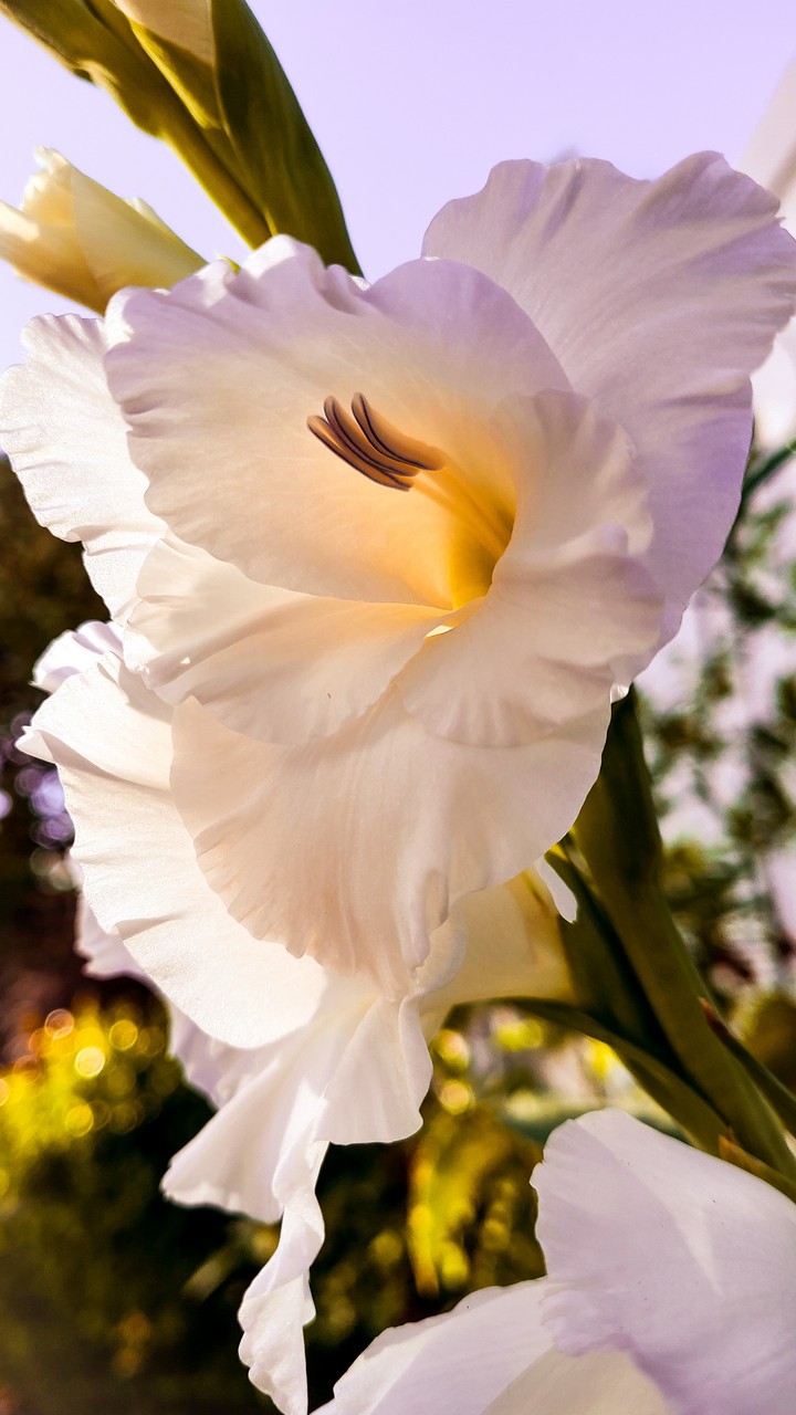 Gladiolus Flower