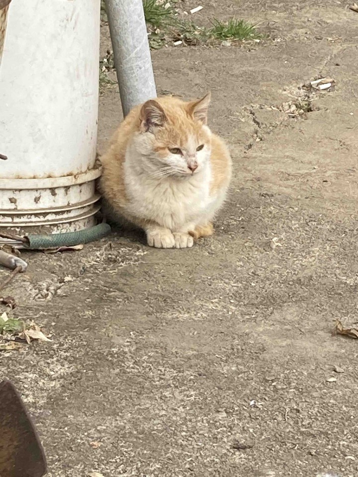내옹