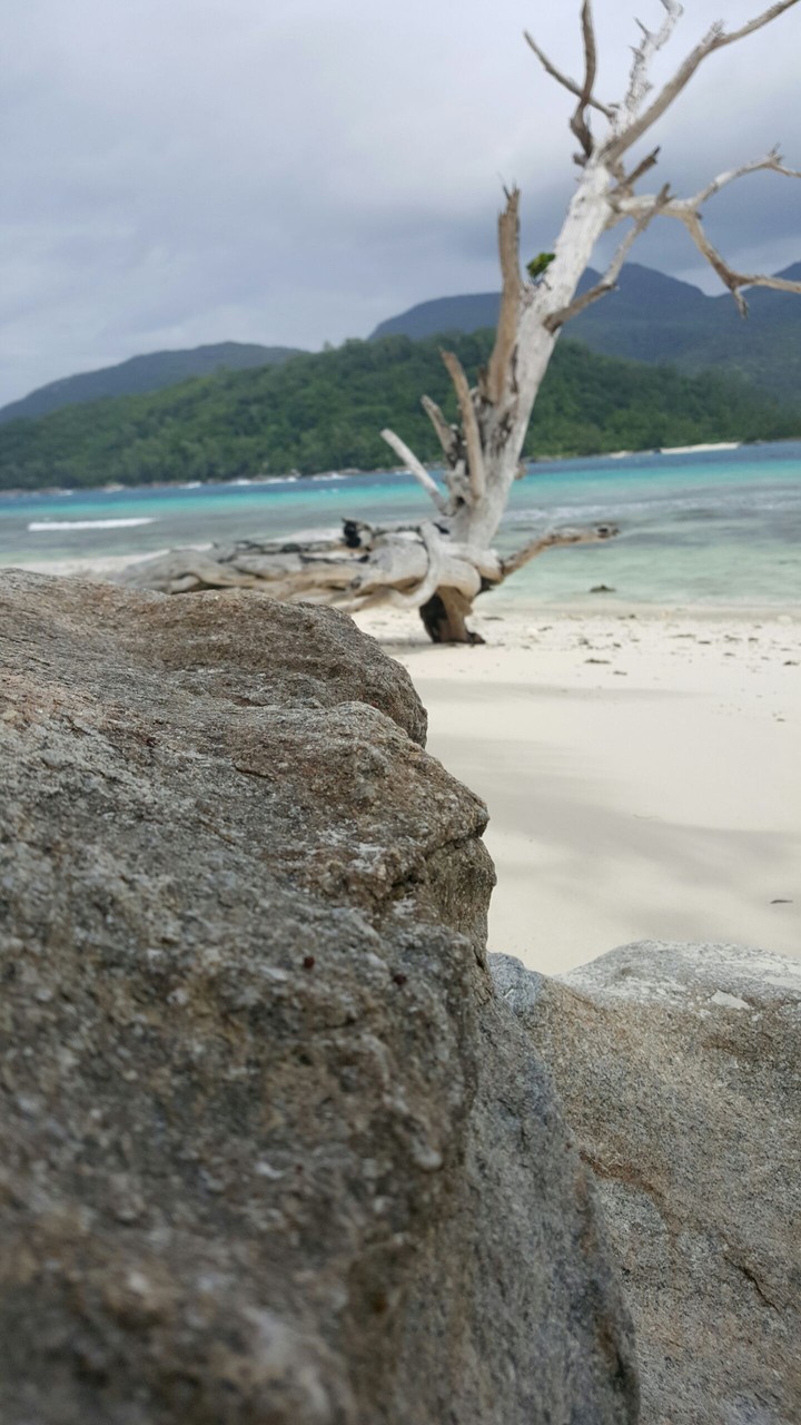 Beach /ocean /sand /tree