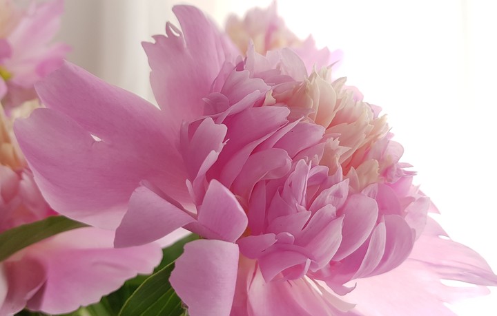 Peony