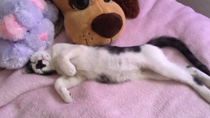 Gatinho Filhote