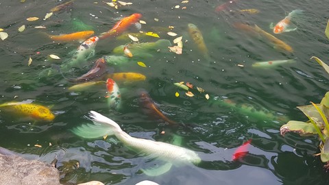 Koi