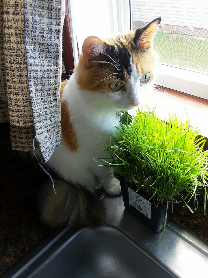 Open Windows and Grass