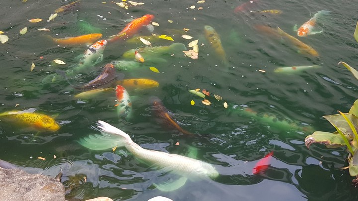 Koi
