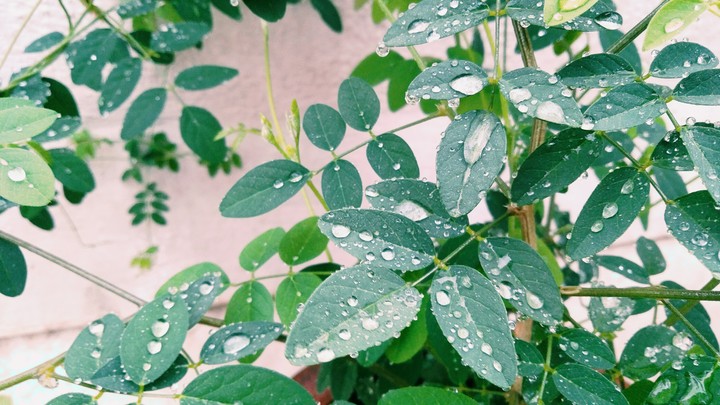 rain