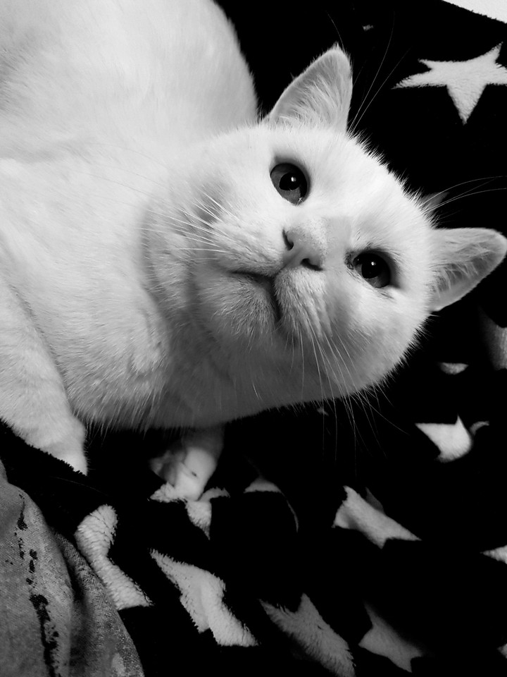 white cat