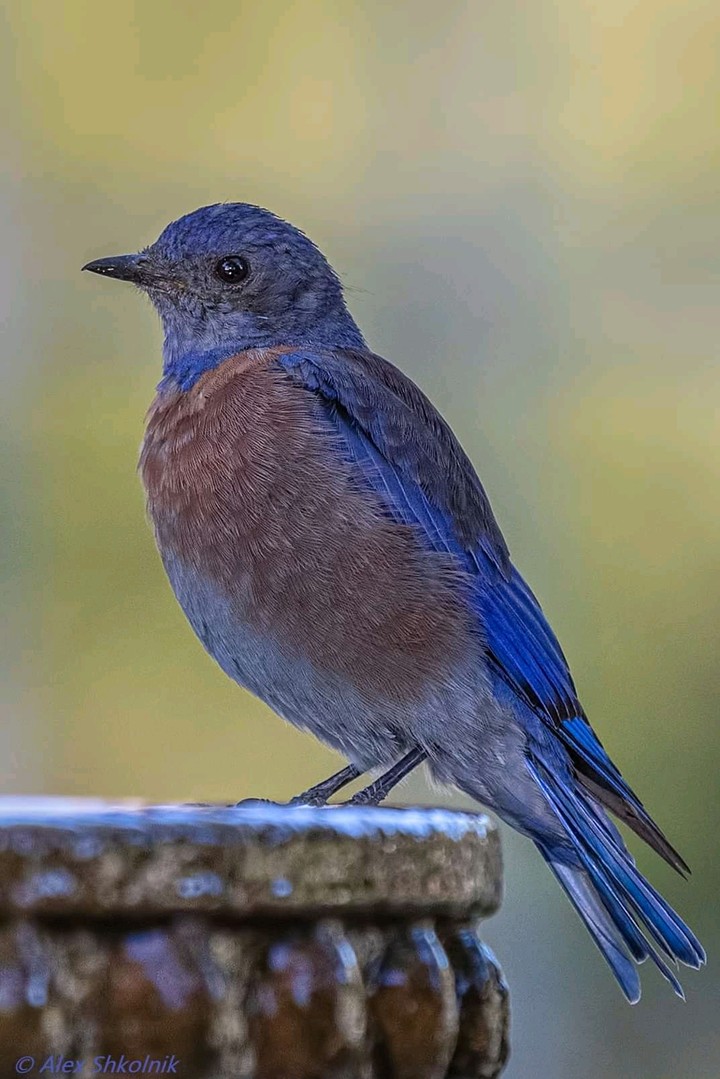 beautiful bird