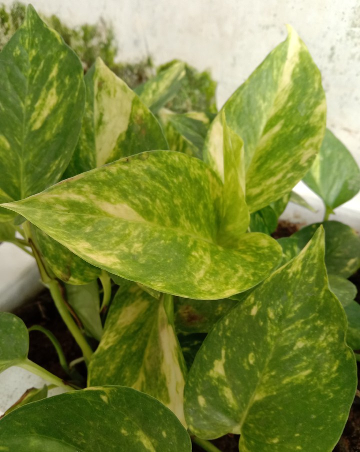 green