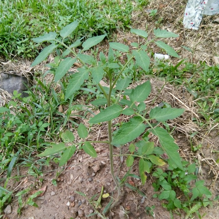 My Home Garden Culivation