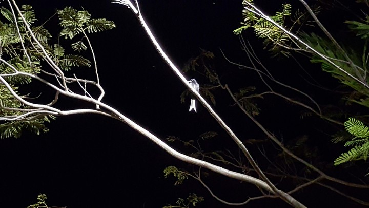 black two tail bird