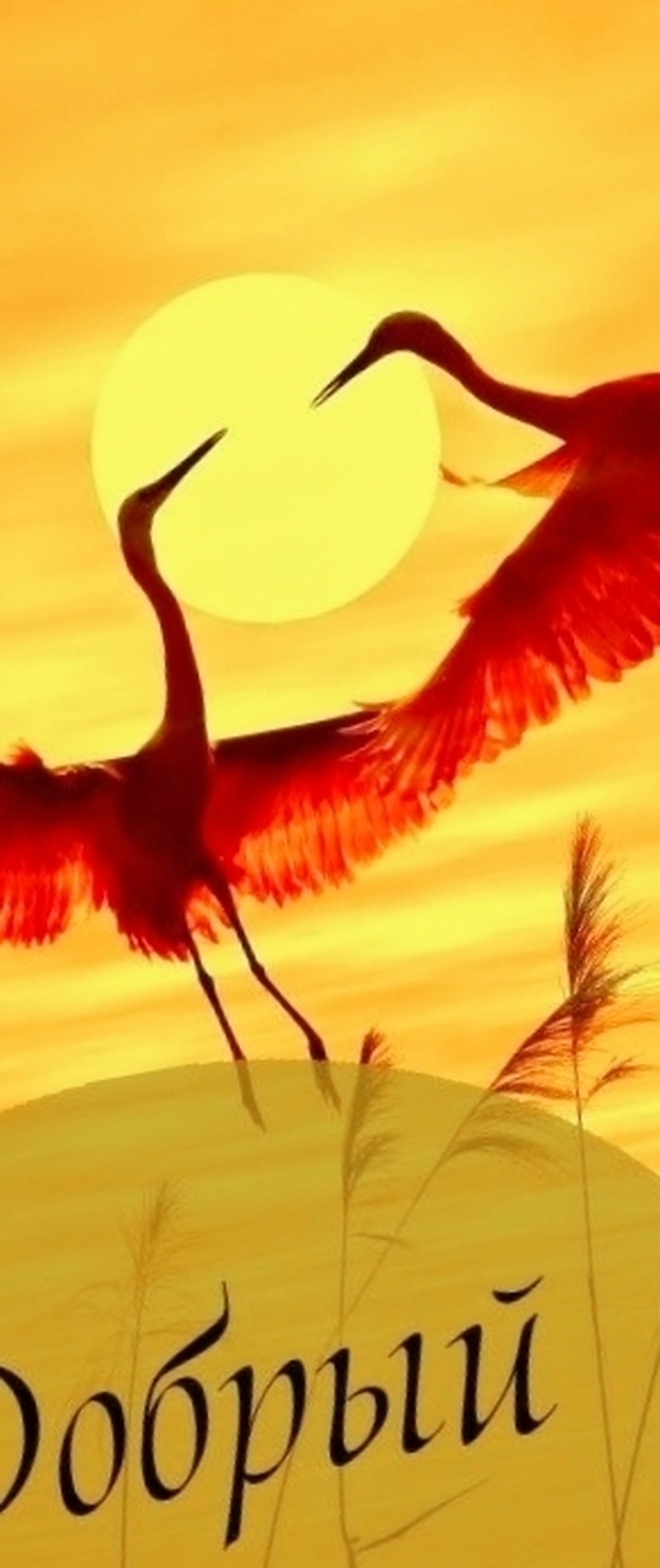 خلفيات evening, swans