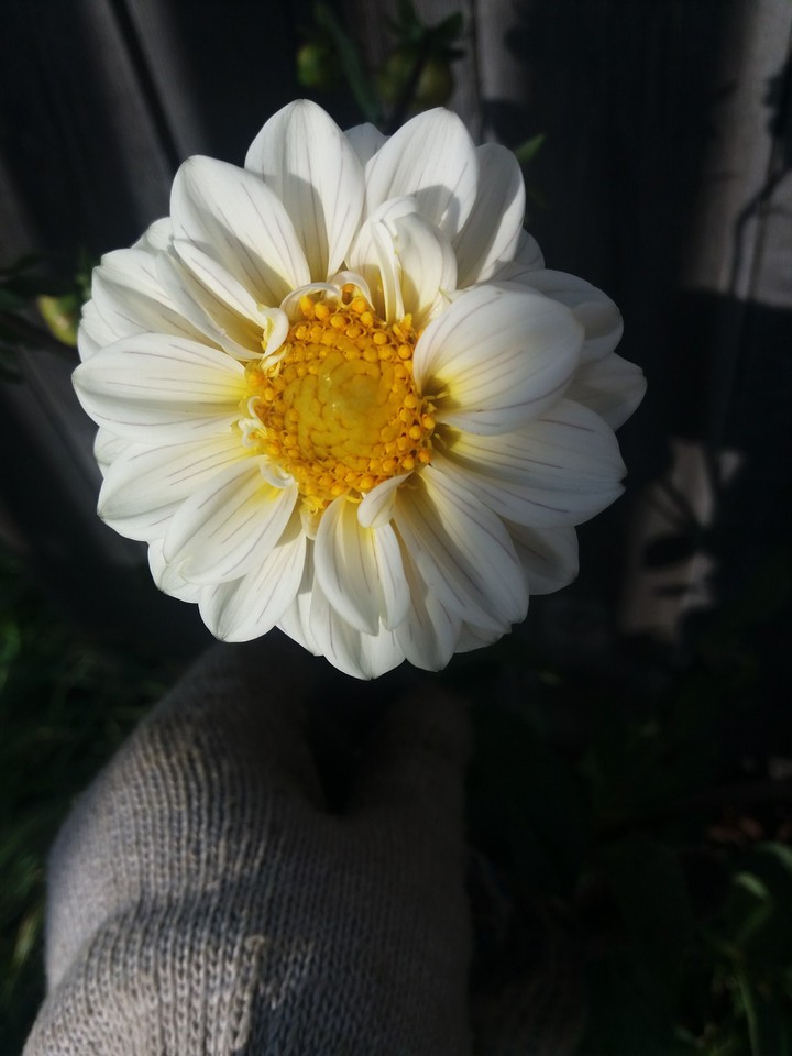 Dahlia