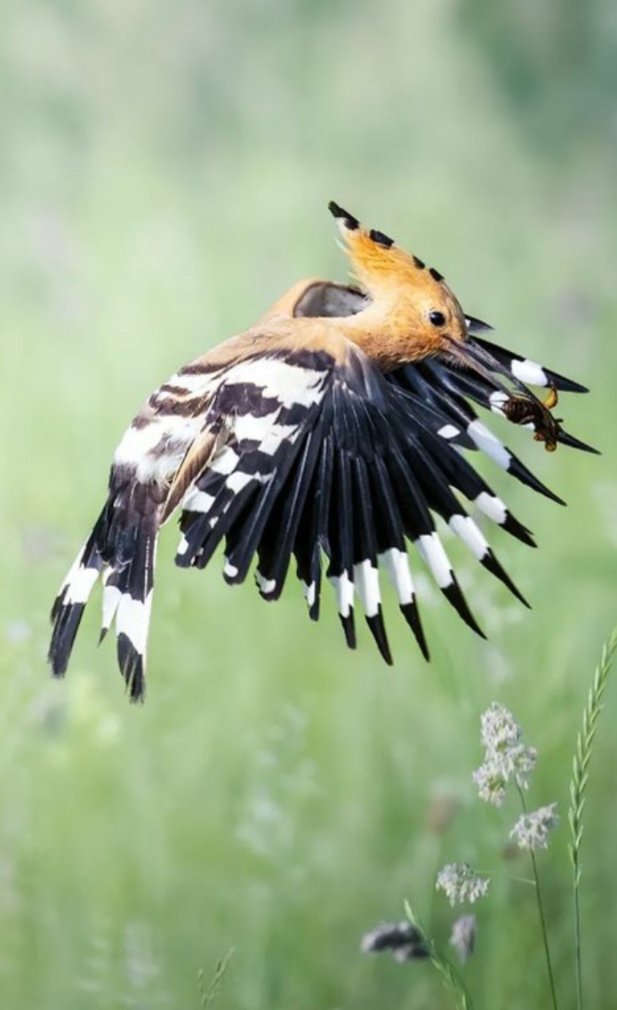 sfondi bird, grassland
