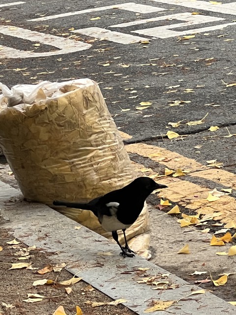 sfondi asphalt, myna
