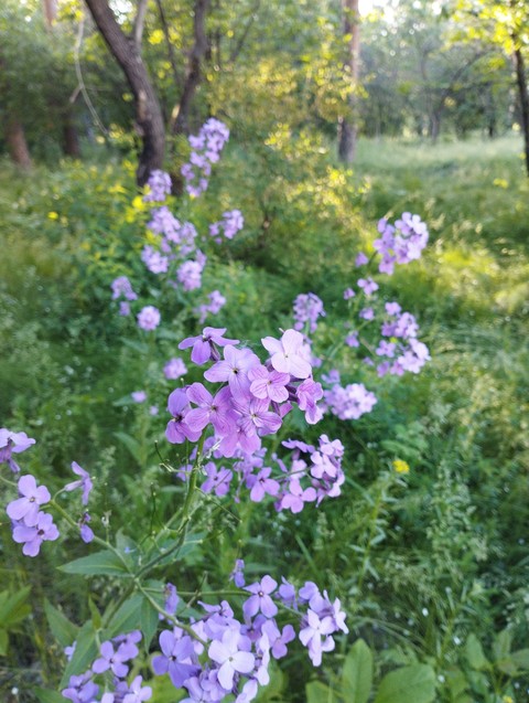 groundcover, 樹木桌布