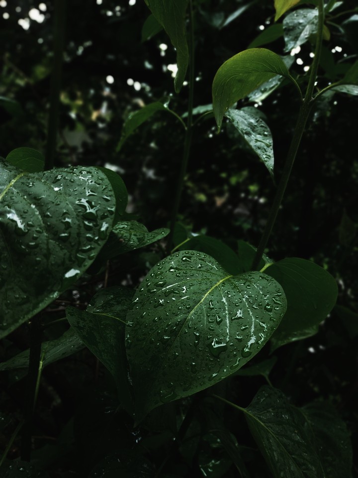 a million drops ?