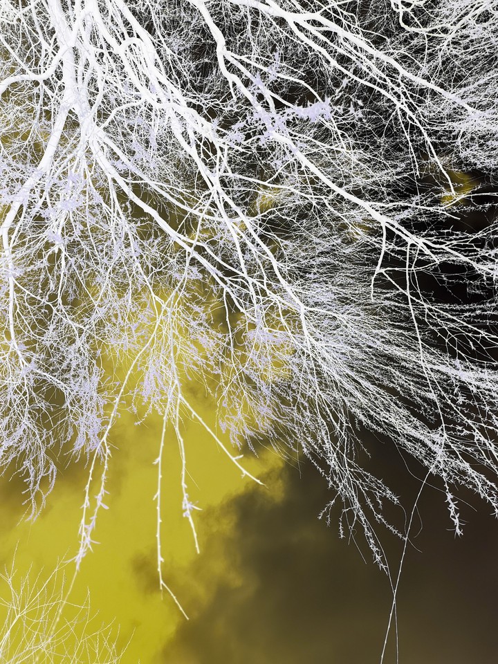 Ghost Trees