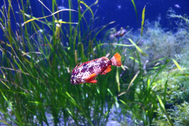 Redfin velvetfish