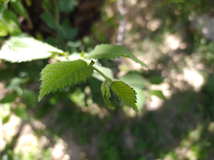 Nature