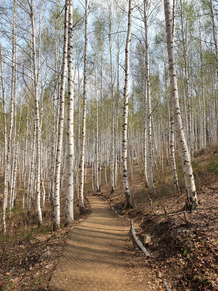 birch tree