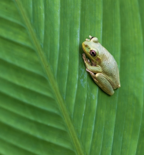 fonds d'écran grass, leaf