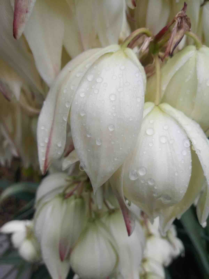 dew drops makes the flower even more beautiful.