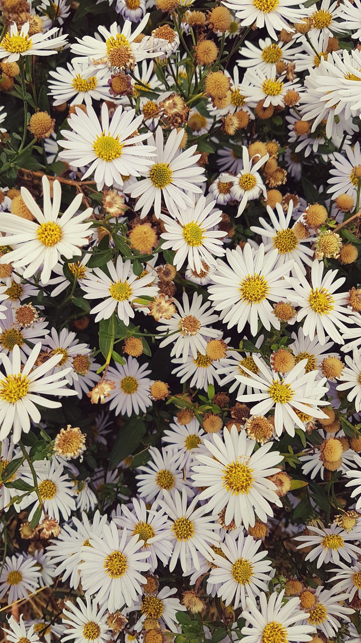 bloom