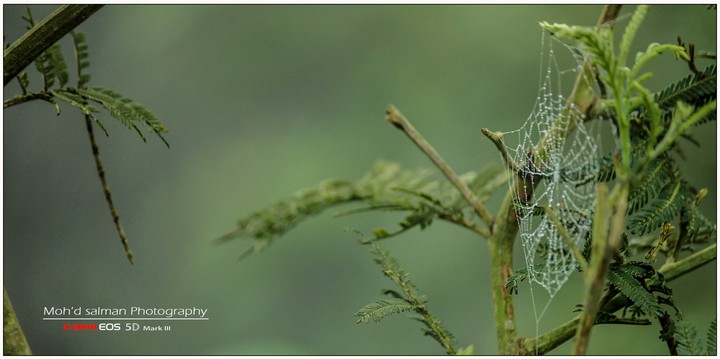 spider