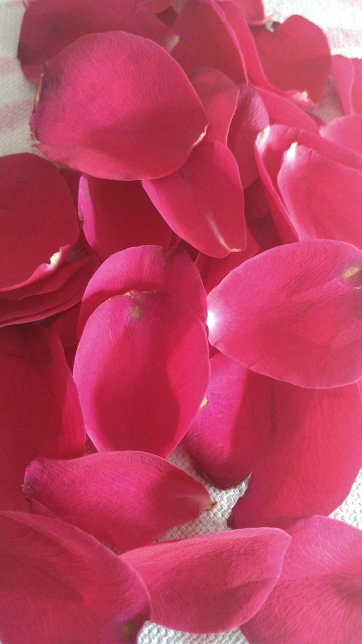 rose flower petals
