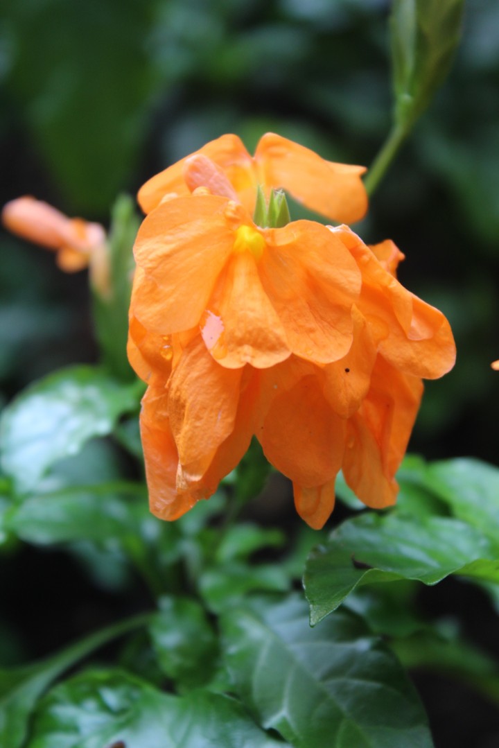 Firecracker Flower