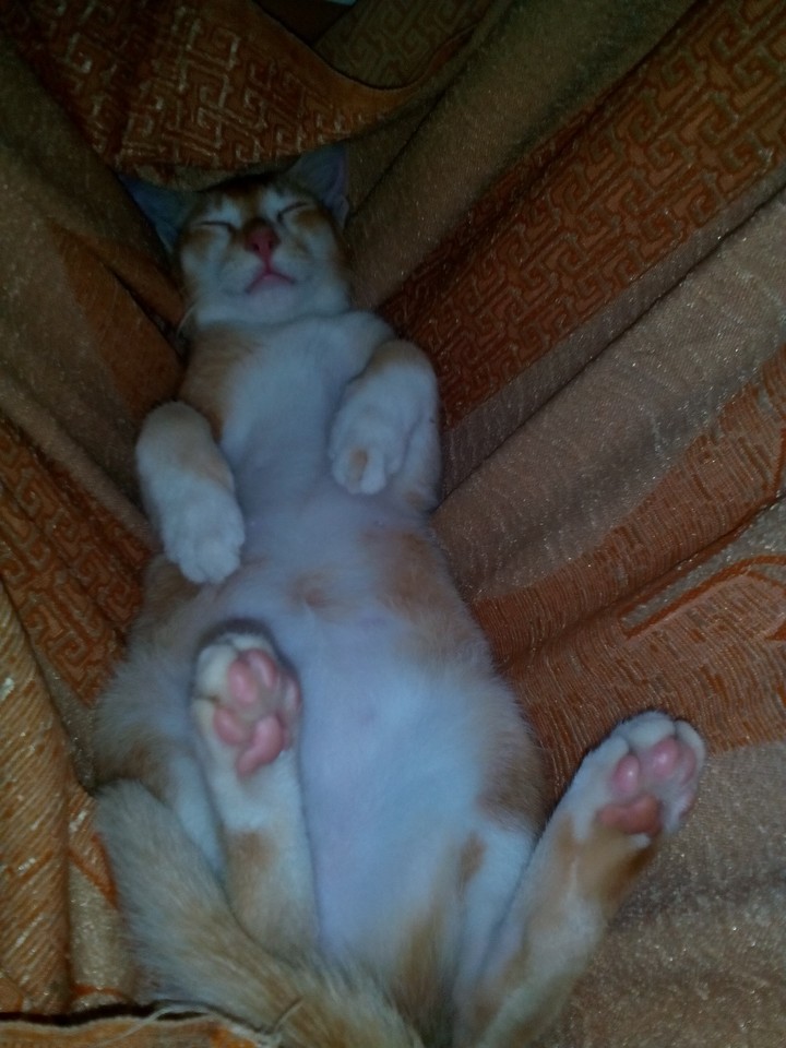 cat of my home