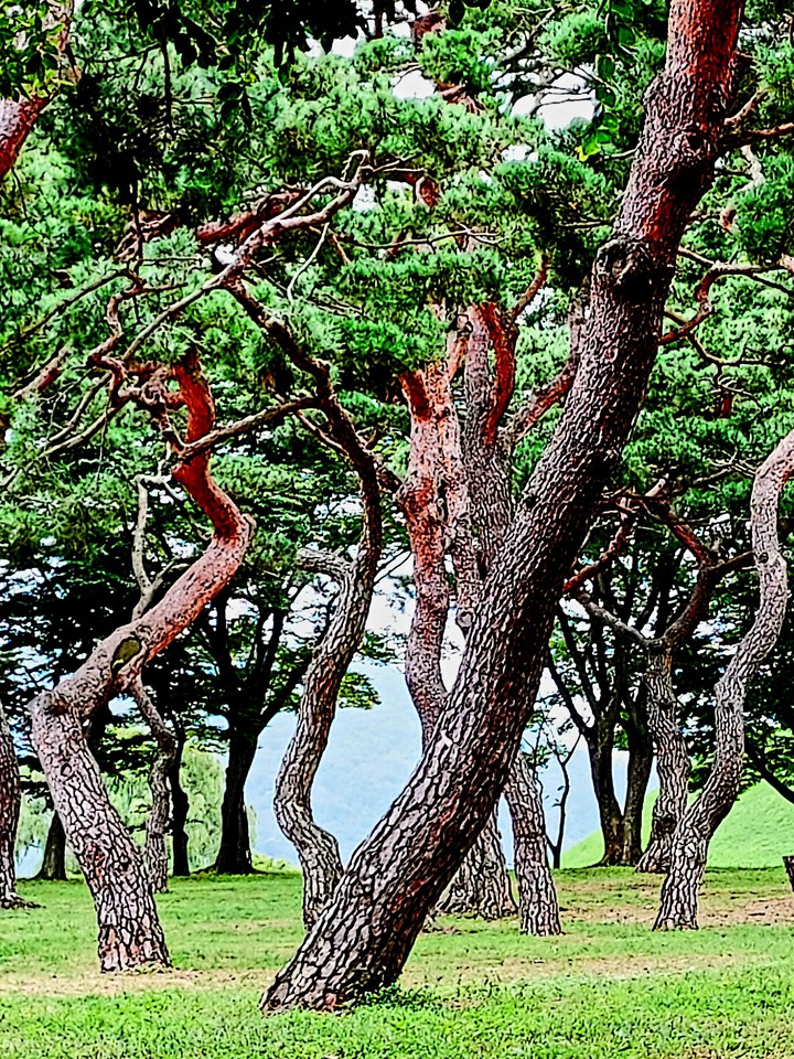 소나무