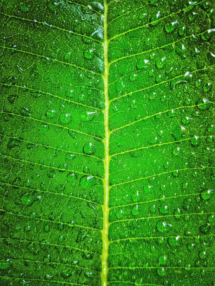 Chlorophyll
