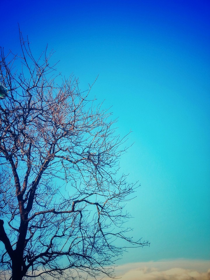 Tree and Sky