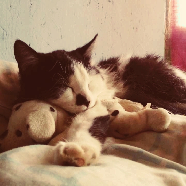 Los gatos sueñan?