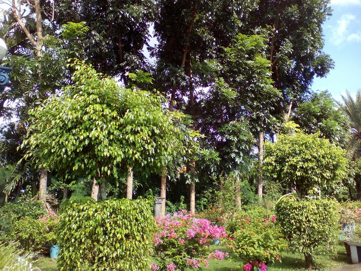 Trees