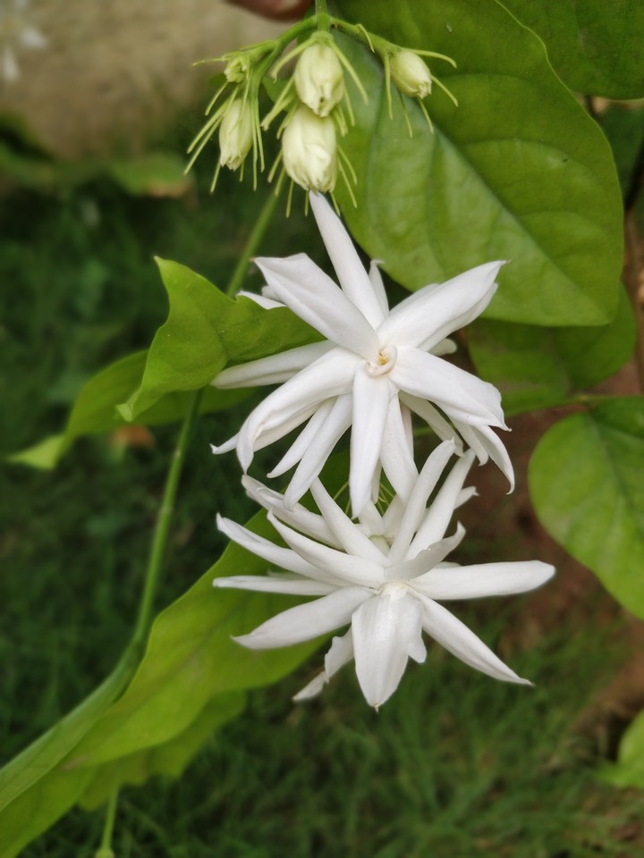 white flowers