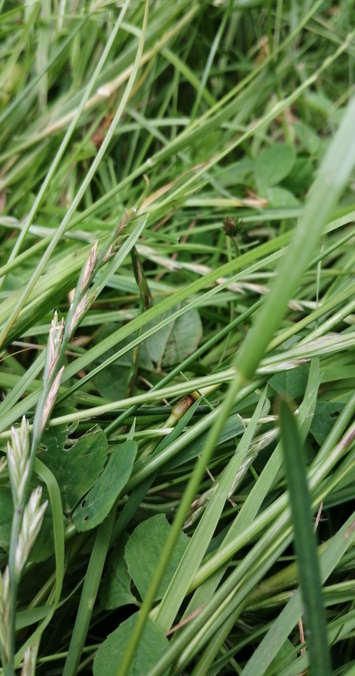 A grass