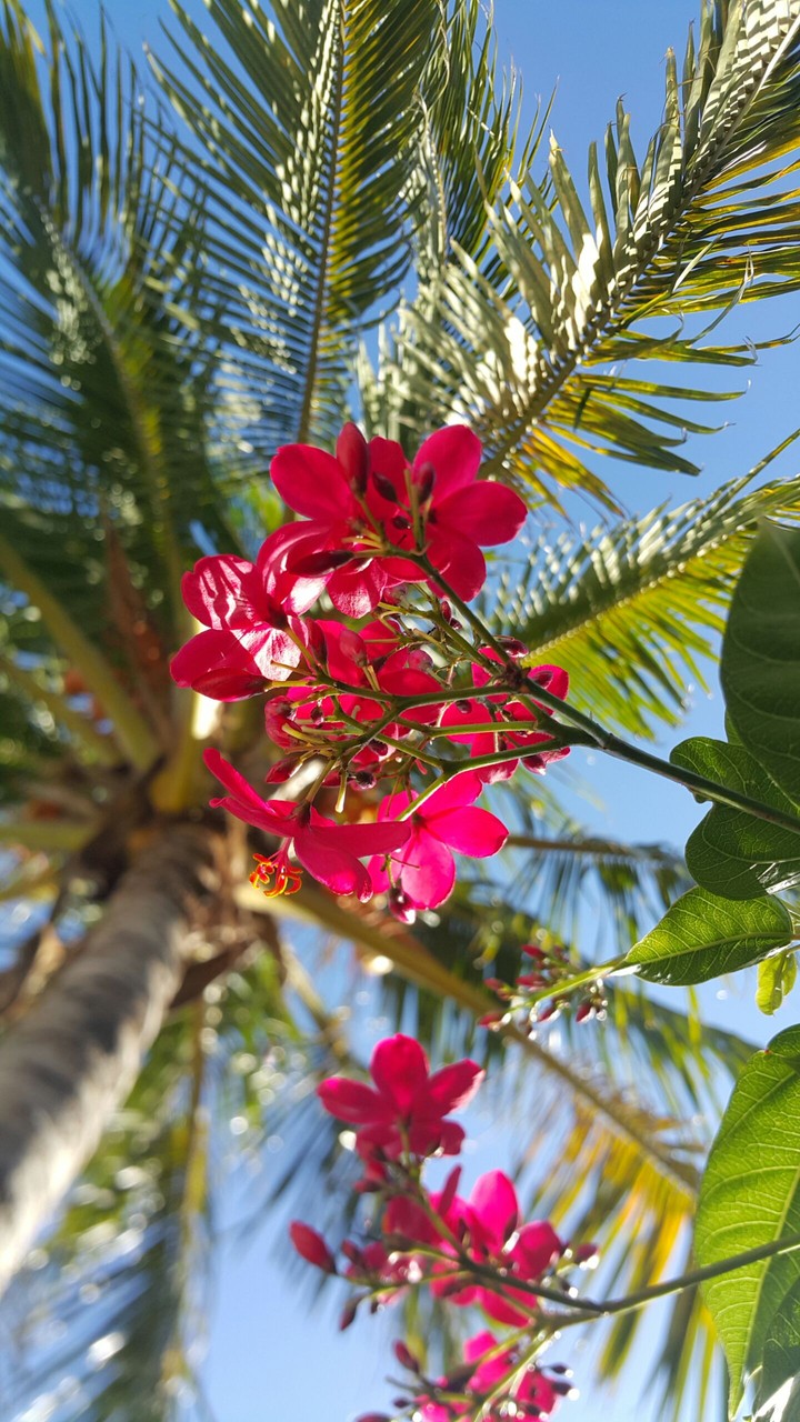 Coconut