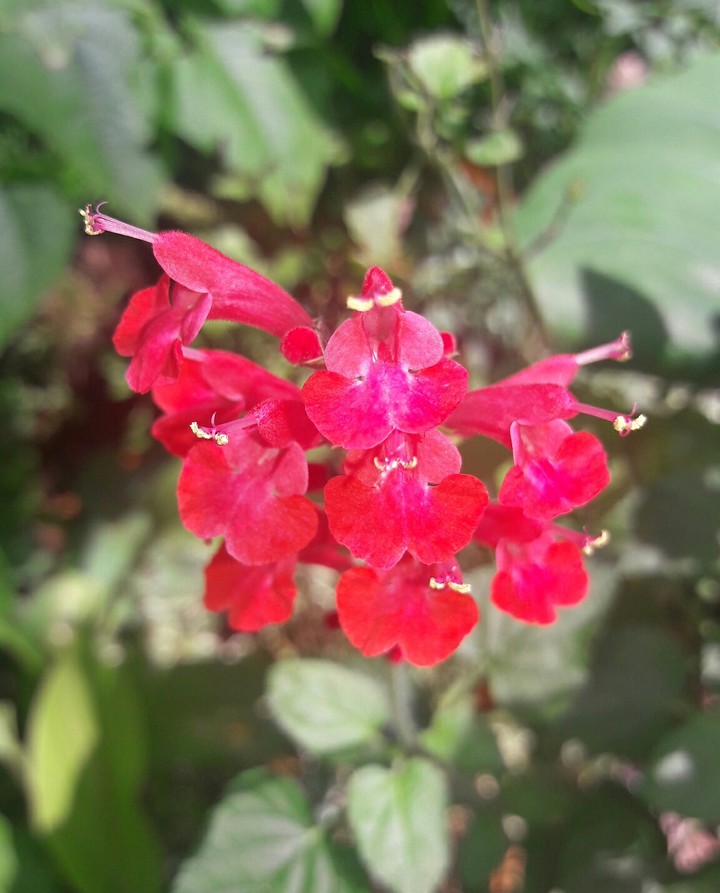 my  home flower