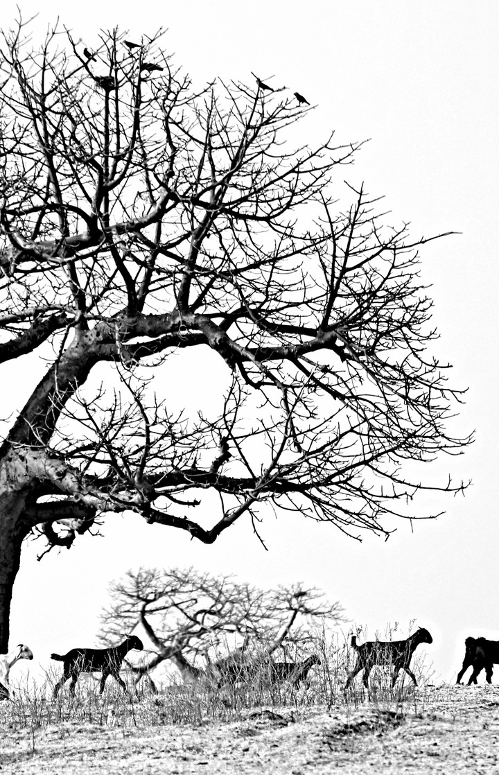 Black & White