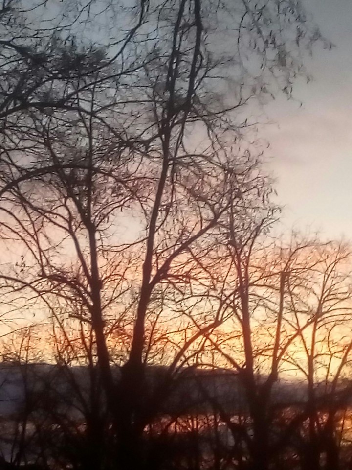 tree