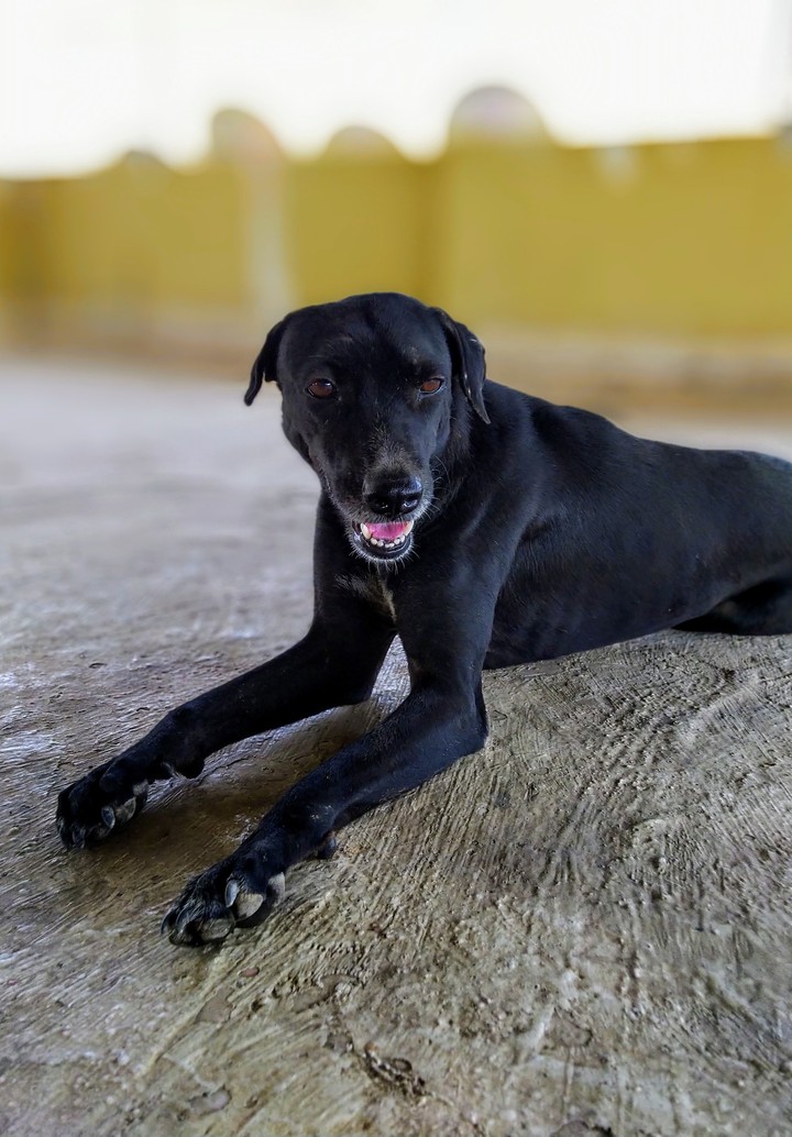 Black Dog