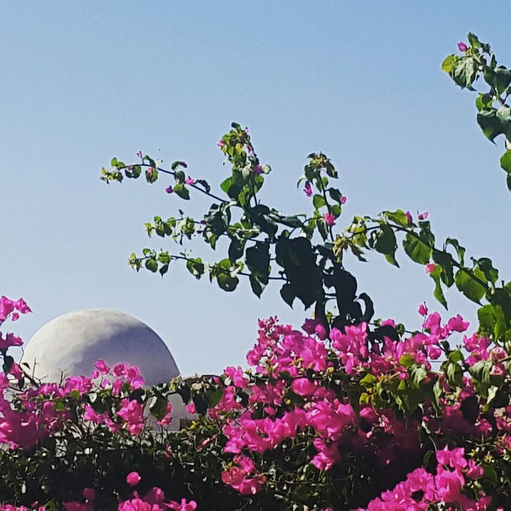 when the flowers rise and meet the sky