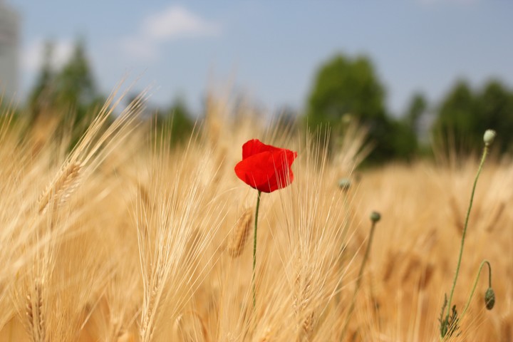 양귀비꽃.여름꽃.summer.flower