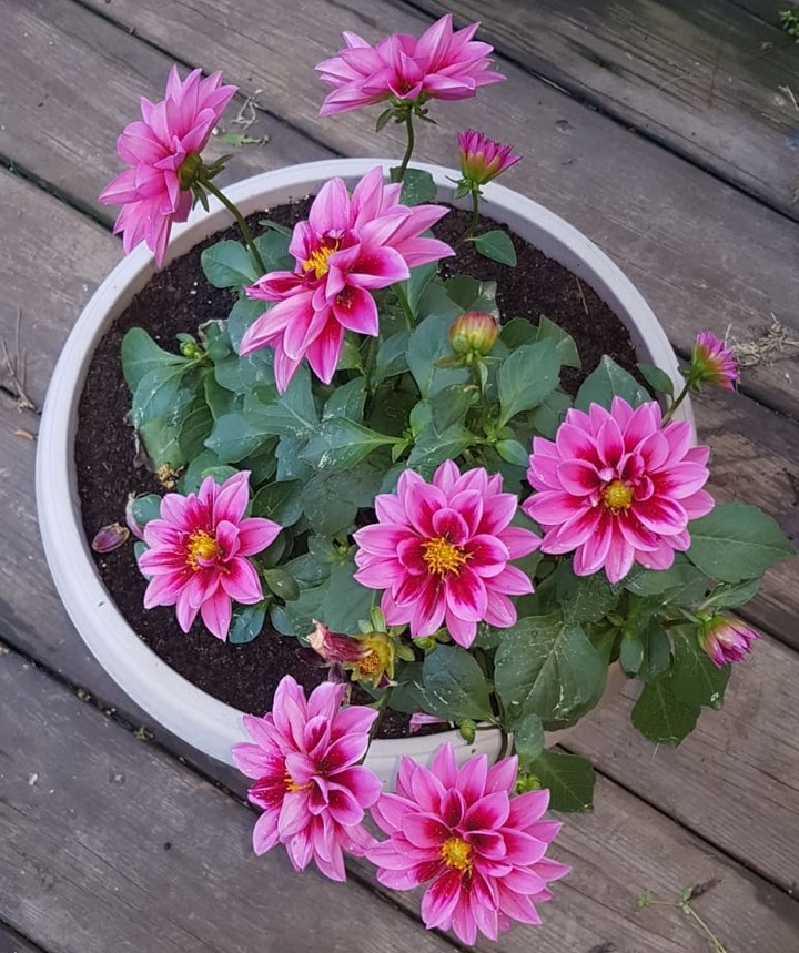 flower